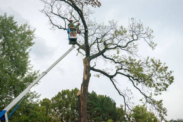 Best Fruit Tree Pruning  in Rosamond, CA